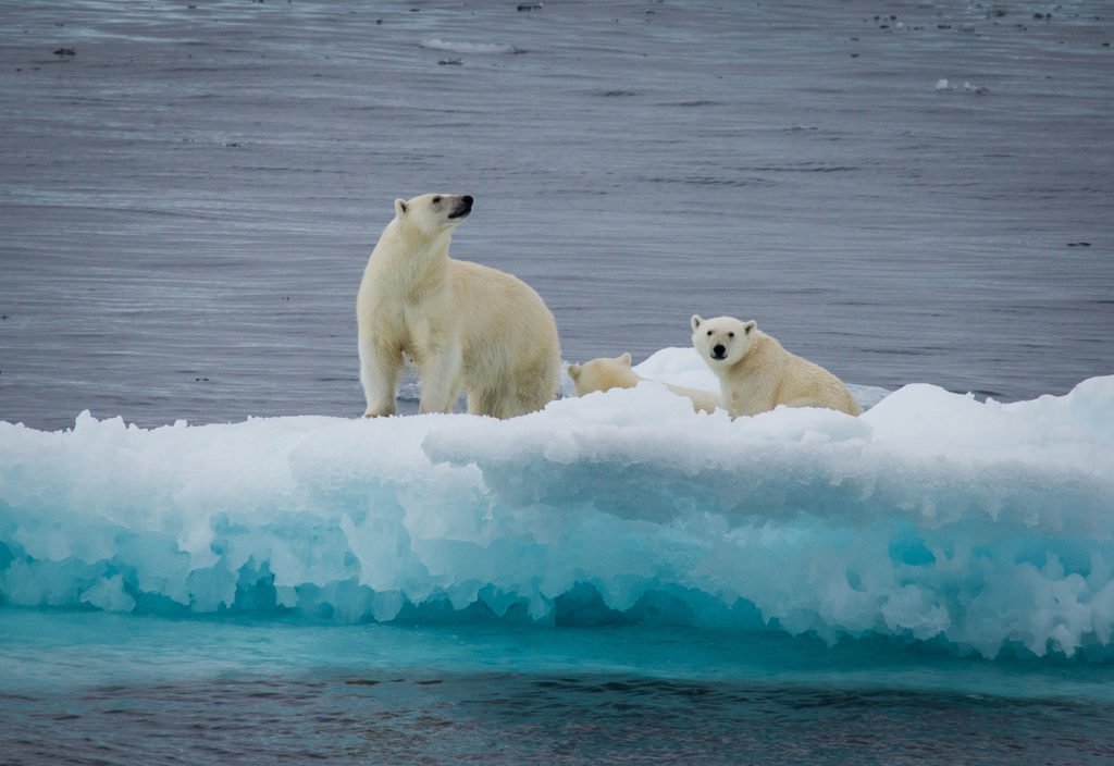 polar bears